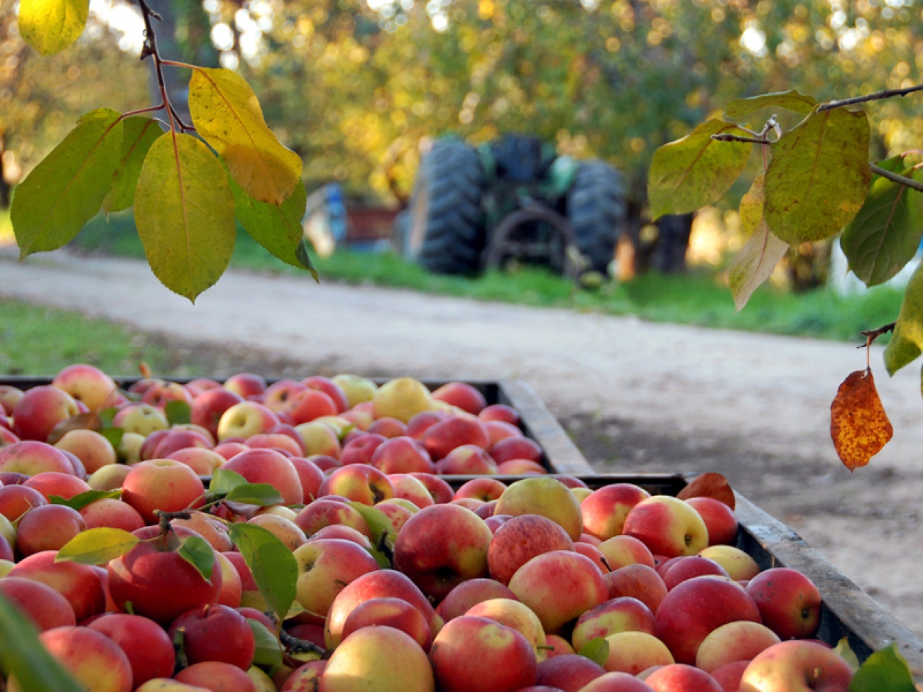 National Apple Day Where to Celebrate in Yorkshire Living North